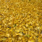 Gingko tree carpeting the lawn in brilliant yellow leaves